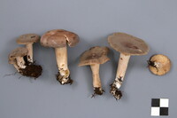 Lactarius mammosus image